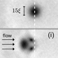 quantum-fish-superfluid-light.png